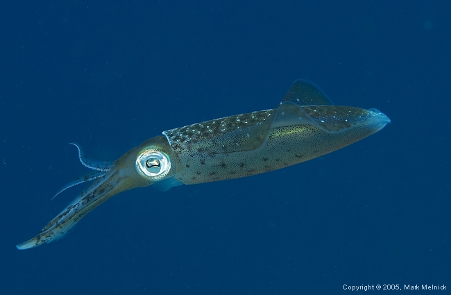 Yet Another Squid