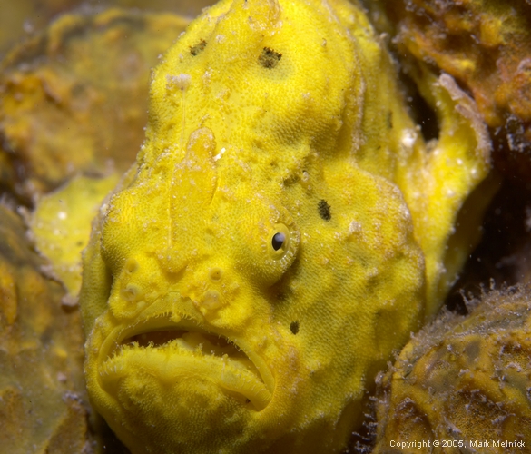 Frogfish