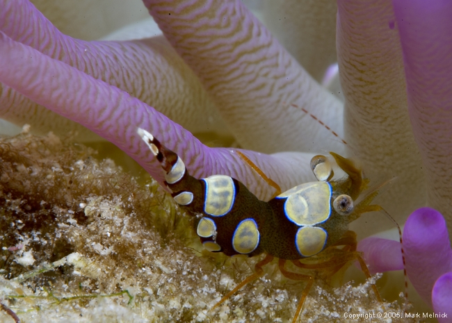 Squat Anemone Shrimp