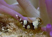 Squat Anemone Shrimp