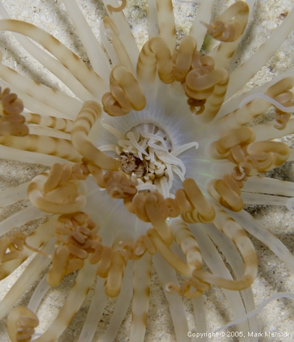 Wideband Tube dwelling Anemone Eating Dinner