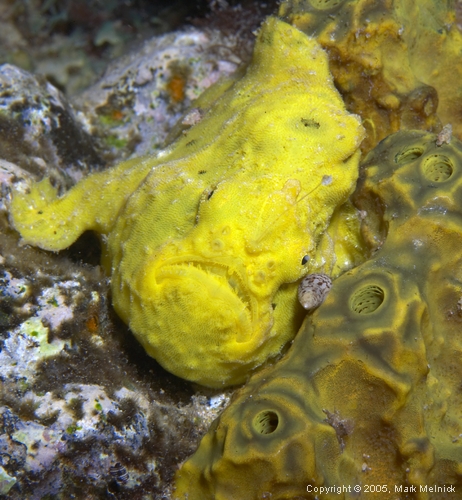 Frog Fish