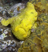 Frog Fish