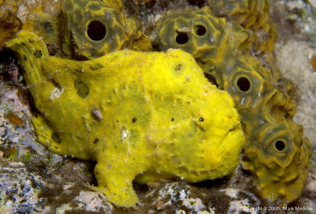 Frog Fish