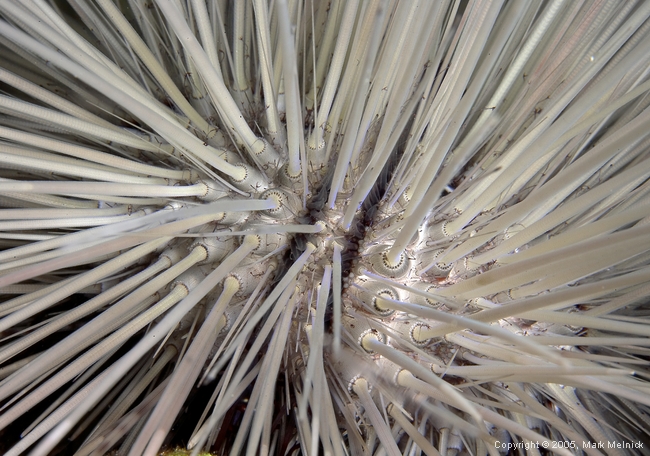 Sea Urchin