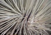 Sea Urchin