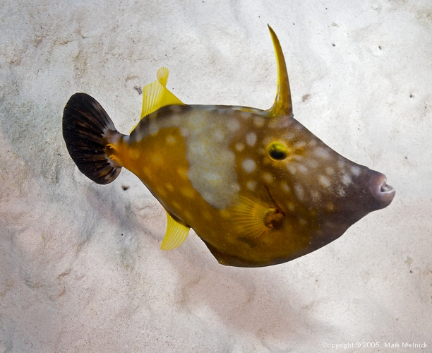 Whitespotted Filefish