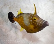 Whitespotted Filefish