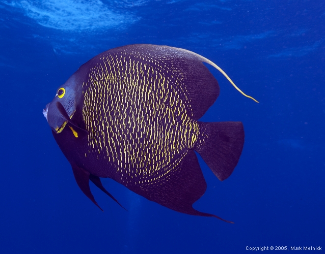 French Angelfish