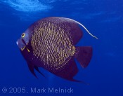 French Angelfish