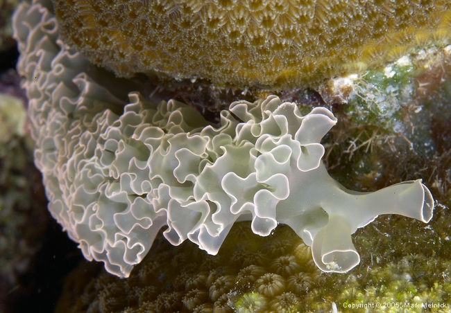 Lettuce Sea Slug