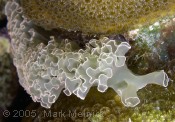 Lettuce Sea Slug