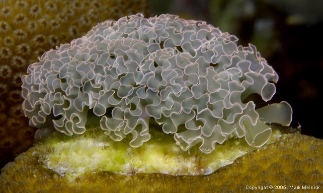 Lettuce Sea Slug