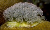 Lettuce Sea Slug