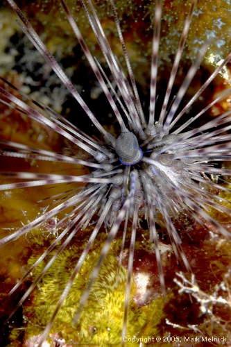 Sea Urchin