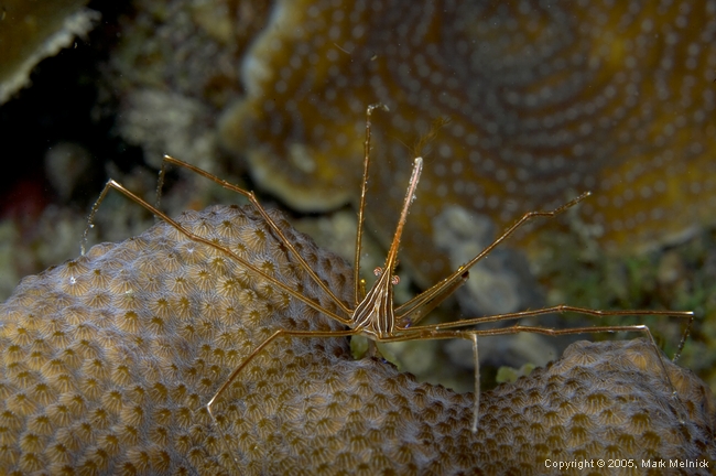 Arrow Crab