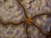 Sponge Brittle Star