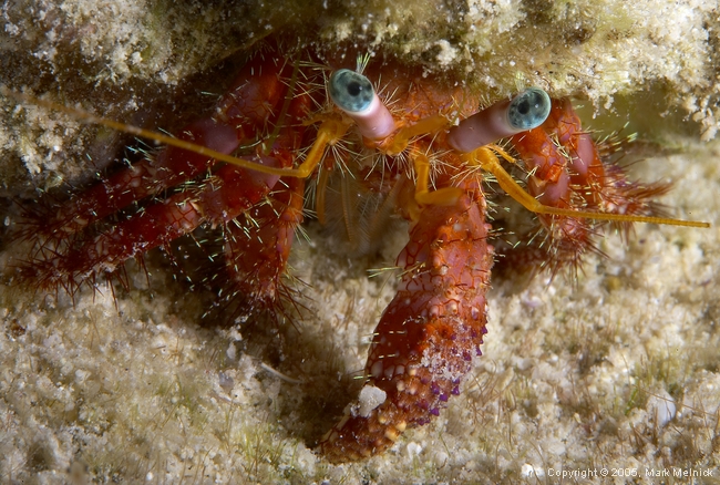 Stareye Hermit Crab