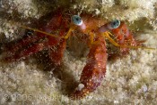 Stareye Hermit Crab