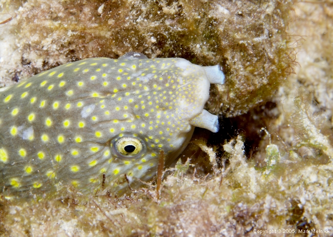 Sharptail Eel