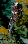 Sea Horse