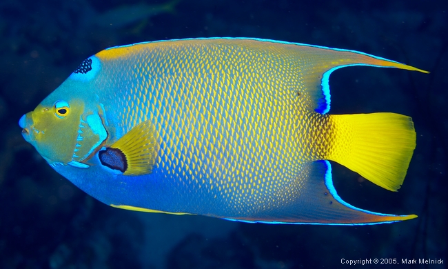 Queen Angelfish