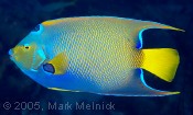 Queen Angelfish