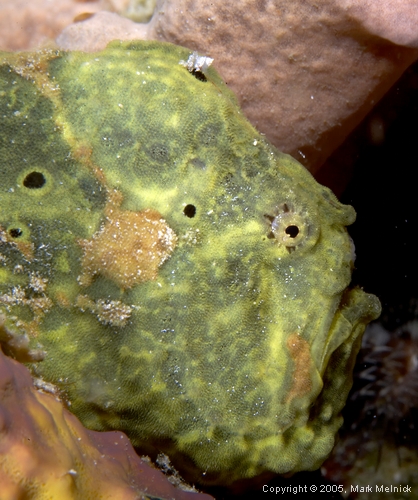 Frogfish