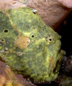 Frogfish