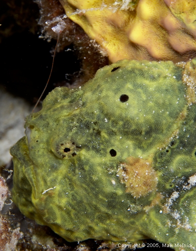 Frogfish