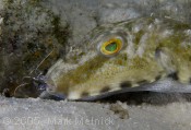 Cleaner Shrimp in Action