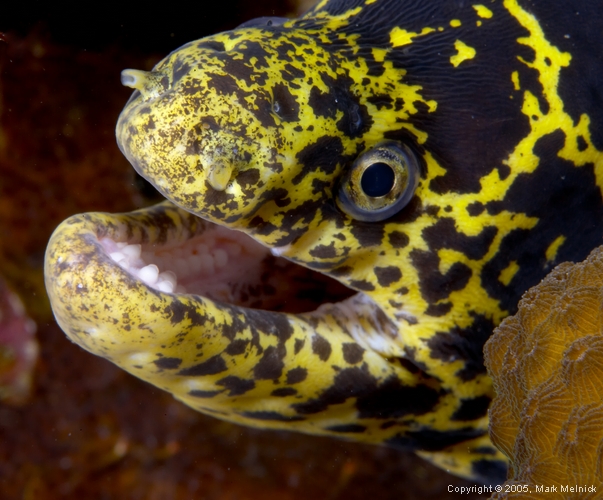 Moray Eel