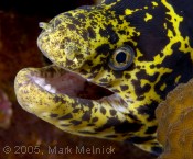 Moray Eel