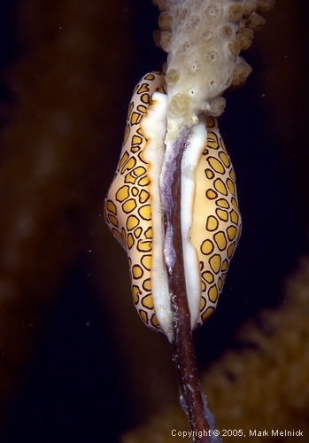 Dinner for Flamingo Tongue