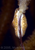 Dinner for Flamingo Tongue