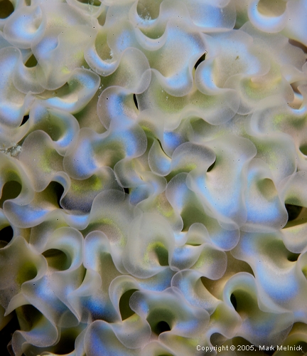 The Texture of a Lettuce Sea Slug