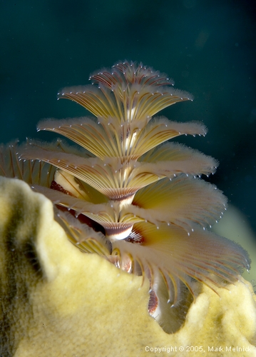 Chrismas Tree Worm