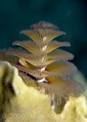 Chrismas Tree Worm