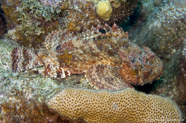 Scorpionfish