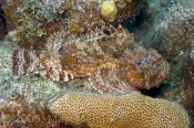 Scorpionfish