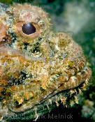 Scorpionfish Mug Shot