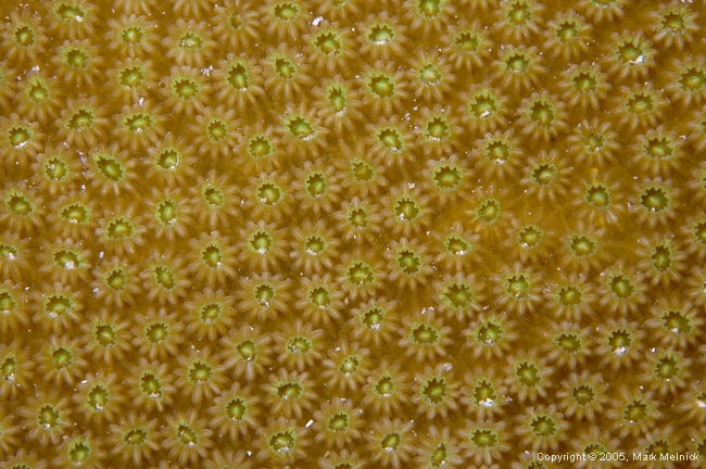 Texture of Coral