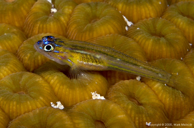 Peppermint Goby