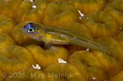 Peppermint Goby