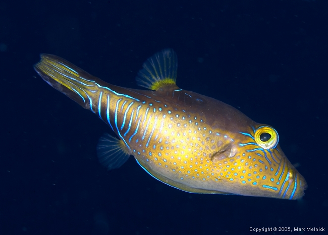 Sharpnose Puffer