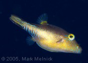 Sharpnose Puffer