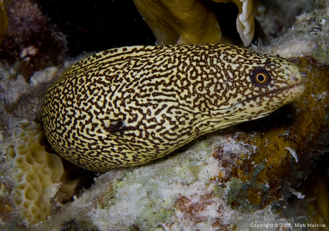 Goldentail Moray