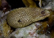 Goldentail Moray