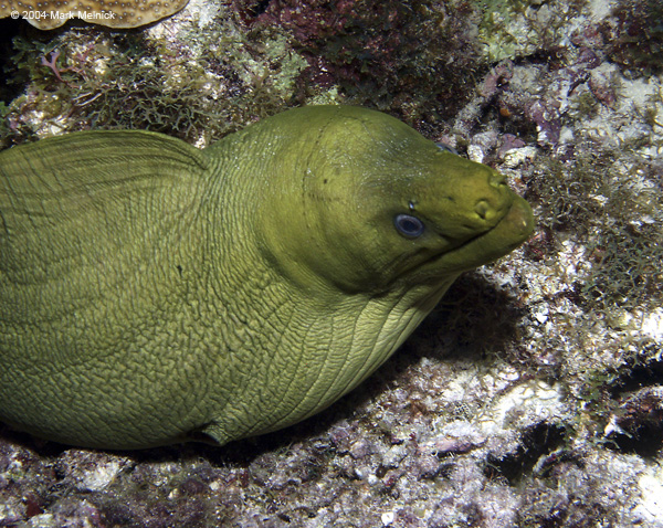 7-Foot-Hungry-Eel