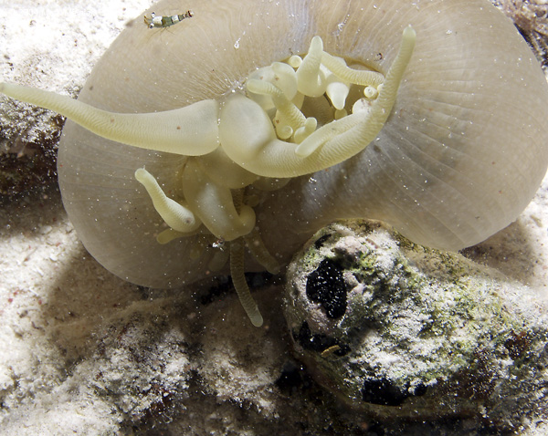 Anemone-and-shrimp